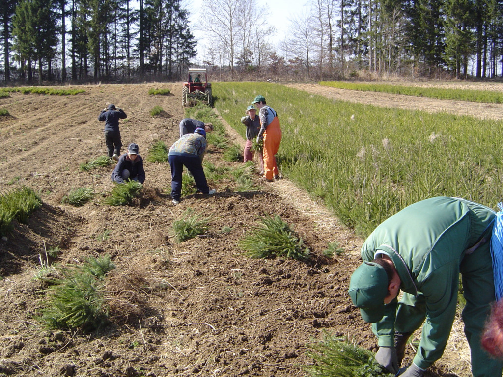 Po strojnem izkopu delavci v varni medsebojni razdalji sortirajo sadike in jih dajo takoj v zasip (viden skrajno levo).